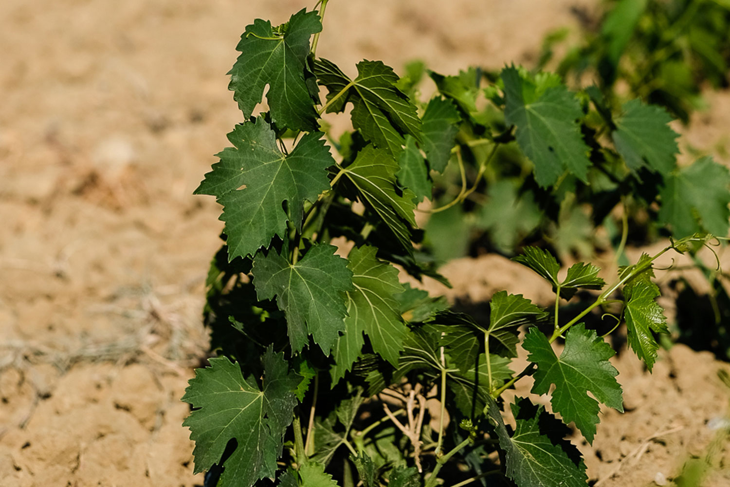 Azienda Agraria Fossacolle - Brunello di Montalcino DOCG Producer - The vineyard